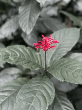 Unique flower Stock Photos