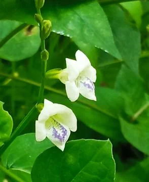 Unique flower Stock Photos