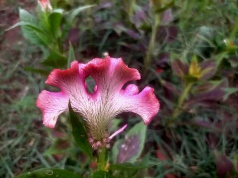 Unique flowers Stock Photos