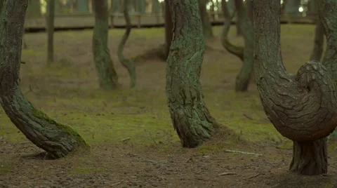 Unique Forest Stock Footage 67449390