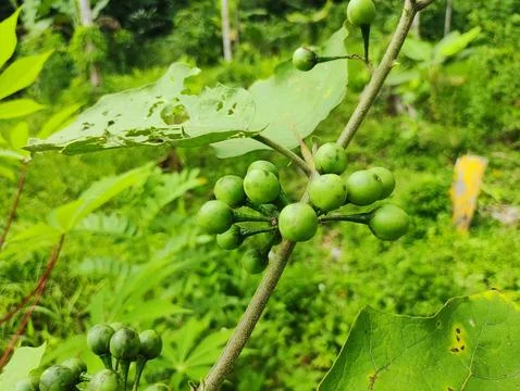 A unique fruit that grows wild Stock Photos