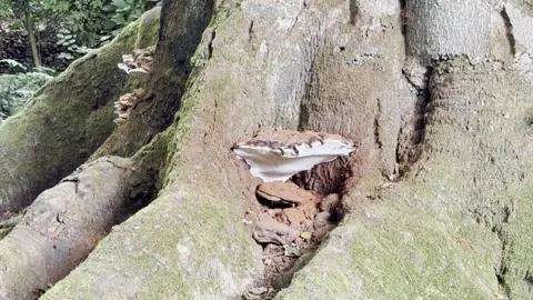 Unique fungus growing on a tree trunk in the forest Stock Footage 341292963