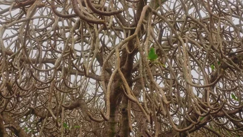 Unique Gnarled and Twisted Tree Branches in Botanical Garden Stock Footage 325751234