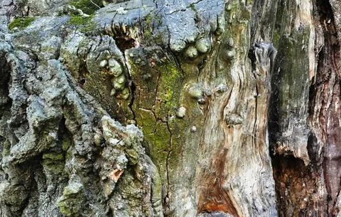 Unique gnarled texture of old tree bark with hollow and exposed wood. Stock Photos