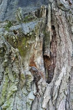 Unique gnarled texture of old tree bark with hollow and exposed wood. Stock Photos