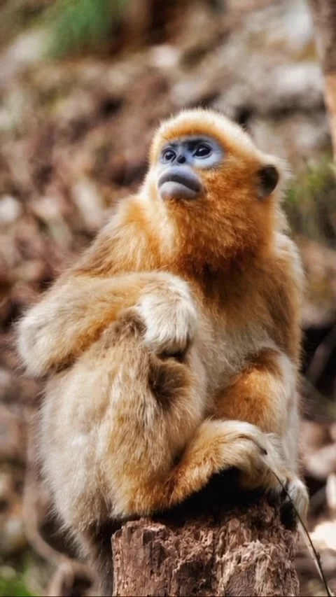 A unique golden snub-nosed monkey Stock Footage 320380076