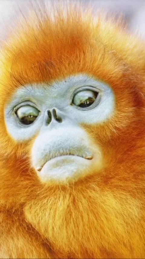 A unique golden snub-nosed monkey Stock Footage 320380101