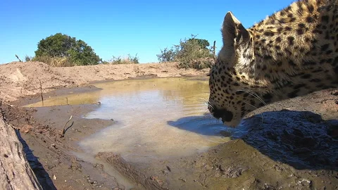 Unique GoPro footage of a leopard drinking water in the wild. Stock Footage 141125164