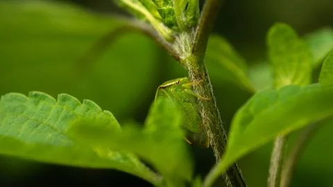 Unique grasshopper among lush mint, summer day Stock Photos