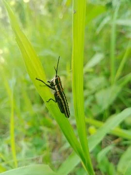 Unique grasshopper on grass Stock Photos