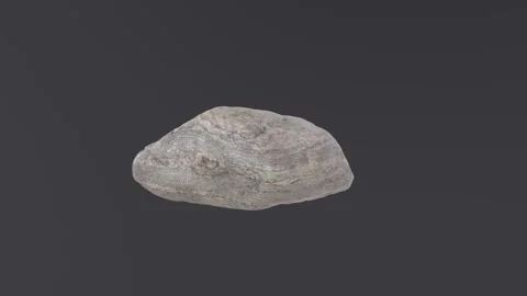 Unique gray stone found during afternoon exploration Stock-Footage 283233925