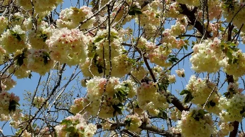 Unique green cherry blossom: 스톡 동영상 80149854