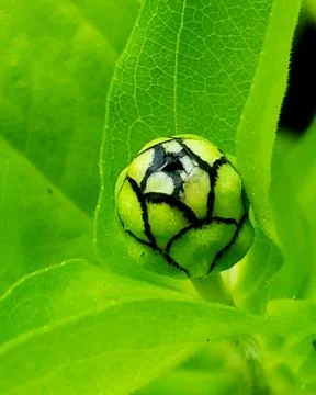Unique green fruit with intricate patterns on a leaf in a lush garden durin.. Stock Photos