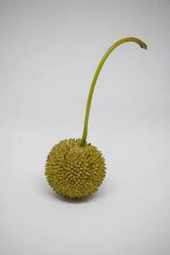 Unique green fruit with spiky texture on white background showcasing natura.. Stock Photos