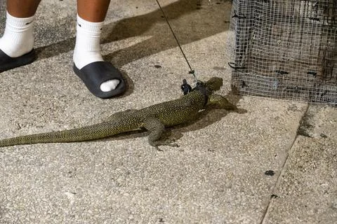 Unique green lizard on a leash exploring a textured surface at twilight Stock Photos