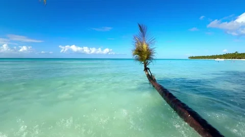 Unique green palm tree over the turquoise sea Stock Footage 297612688
