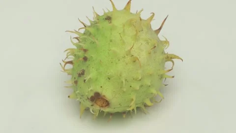 A unique green spiky seed pod from nature, showcasing its remarkable beauty and Видео 286040430