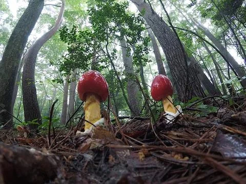 Unique Ground-Level View of Emerging Amanita caesareoides (Tamagotake) Mushroom Фото