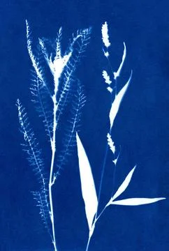 Unique hand-printed monotype. Stock Illustration