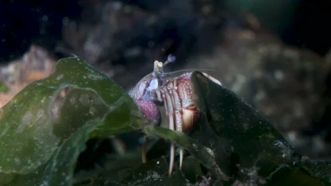 UNIQUE Hermit Crab Without Shell walking over Seaweed, Underwater, 4k Stock Footage 231723068
