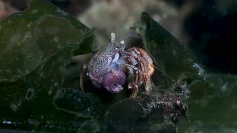 UNIQUE Hermit Crab Without Shell walking over Seaweed, Underwater, 4k Stock Footage 231723073