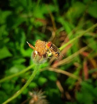 Unique hoverfly Stock Photos