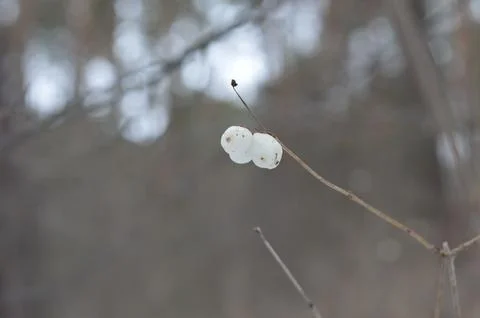Unique ice formations on a branch during winter in a serene forest setting Stock Photos