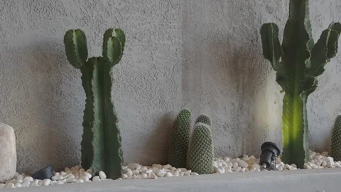 Unique indoor cactus garden display with soft lighting Stock Footage 321988384