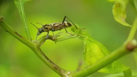 The unique insect that is currently above  Stock Footage 259975040