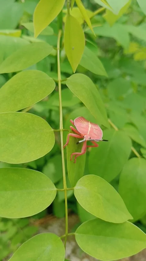 Unique Insect on leaf Stock Footage 264033250