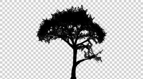 Unique irregular shaped tree silhouette with visible branches isolated on t.. 库存插图