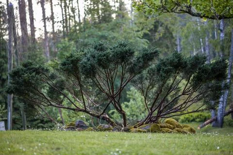 Unique juniper shrub with spreading branches and textured foliage. Stock Photos