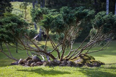 Unique juniper shrub with spreading branches and textured foliage. Stock Photos