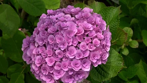 Unique kind of hydrangea flowers waving in the wind, 4K Stock Footage 99675694