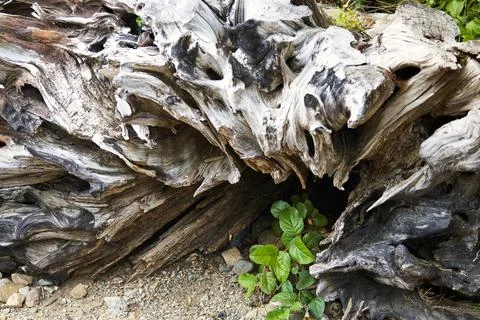 A unique large driftwood root eroding on a lake beach with a little green plant. Stock Photos