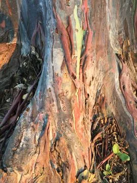 Unique large tree roots 库存照片