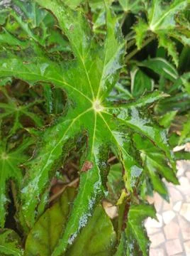 Unique leaf flower that rained on the yard Stock Photos