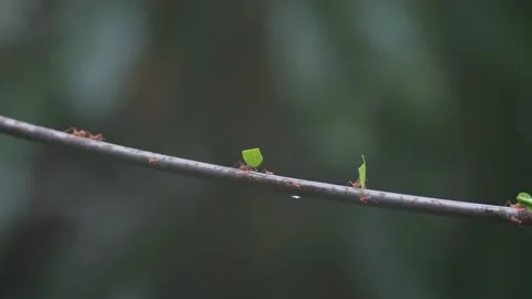 UNIQUE - Leafcutter Ant falling of Branch with Leaf, Slow Motion 120fps, Jungle Stock Footage 231601137