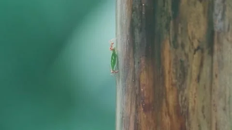 UNIQUE Leafcutter Ants carrying Leafs on Tree Trunk, Slow Motion 120 fps Stock Footage 231601245