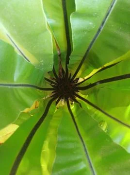 A unique leafy flower that is in the yard Stock Photos