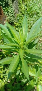 Unique leaves 库存照片
