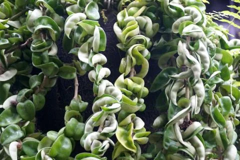 Unique leaves shape of Indian Rope plant Stock Photos