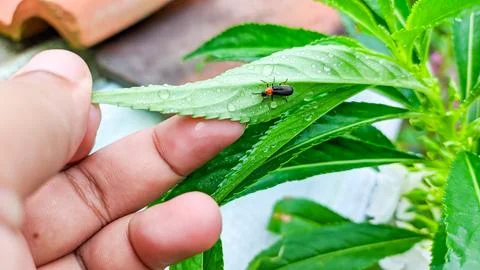 Unique life cycle and behavior of the lovebug (Plecia nearctica) Stock Photos