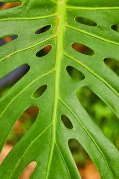 Unique lime green leaf with raised brighter green veins and circular holes in Stock-Fotos