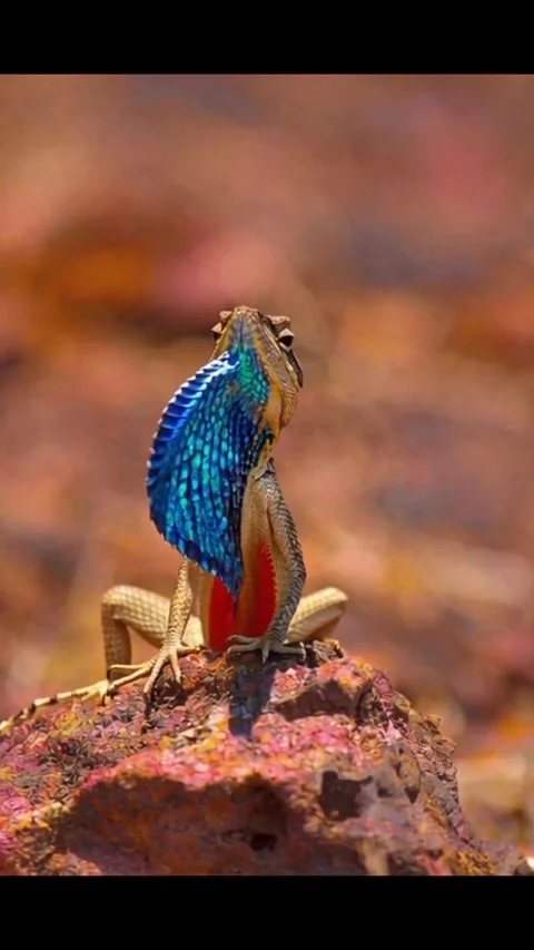 Unique lizard on the rock Stock Footage 318943929