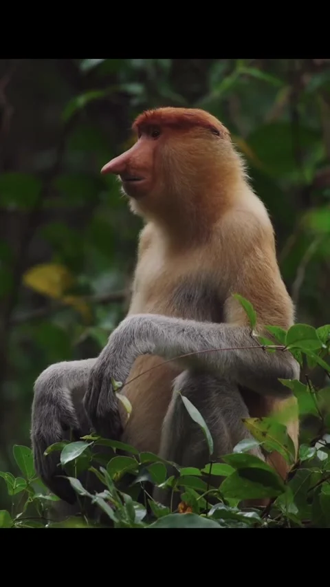 A unique long nosed primate endemic to kalimantan Stock Footage 333398151