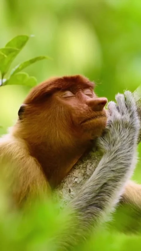 A unique long nosed primate endemic to kalimantan 库存影片 333974762