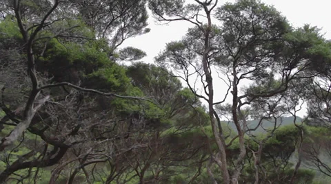 Unique looking forest in the cascade falls waitakere ranges Stock Footage 36598106