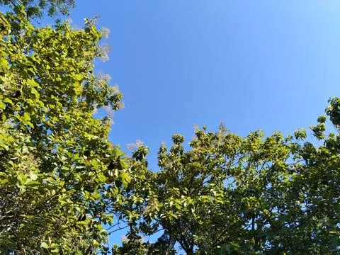 A unique low-angle perspective captured from beneath a tree, showcasing the intr Stock-Fotos