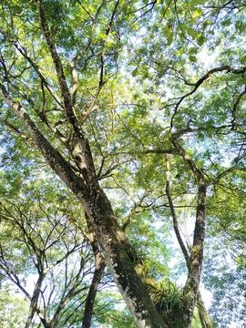 A unique low-angle perspective captured from beneath a tree, showcasing the intr Stock-Fotos